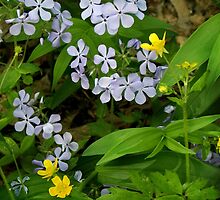Woodland Medley by Nadya Johnson