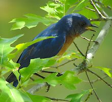 Singing Bluebird by Caren