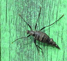 Bug ! Wingless Soldier Fly. Many Thanks Trish Meyer. by shortshooter-Al