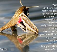 Vaalkind by Rina Greeff
