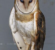 Barn Owl - "Casper" by Alyce Taylor