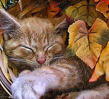 Di Milo ~ Cute Kitty Cat Kitten in Decorative Fall Colors by Chantal PhotoPix