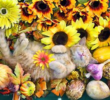 Di Milo ~ Cute Kitty Cat Kitten in Decorative Fall Colors by Chantal PhotoPix