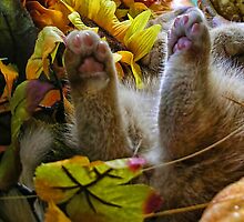 Di Milo ~ Belly up ~ Fall Kitten by Chantal PhotoPix
