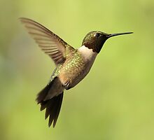 Hovering Hummer... by Gregg Williams