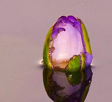 developing beauty waterlilly bud by bubblesron