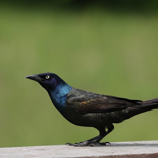 common grackle photo. Common Grackle by Gregg