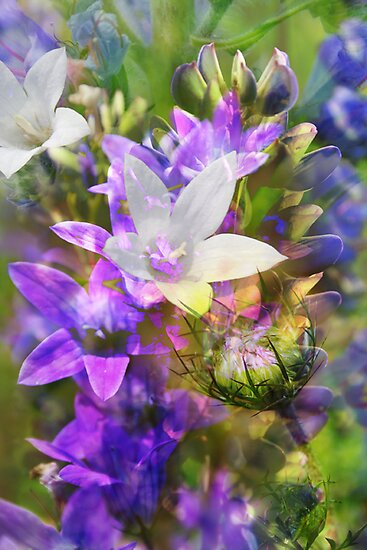 Field Of Flowers. field flowers collage