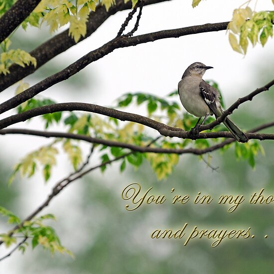 You're in my thoughts and prayers . . . by Bonnie T. Barry