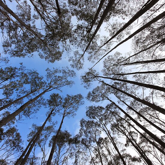 Reach For The Sky. Reach for the Sky by Colin