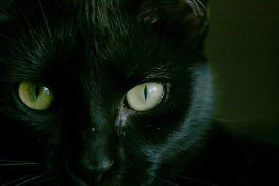 black cat eyes. Black Cat, Green Eyes by