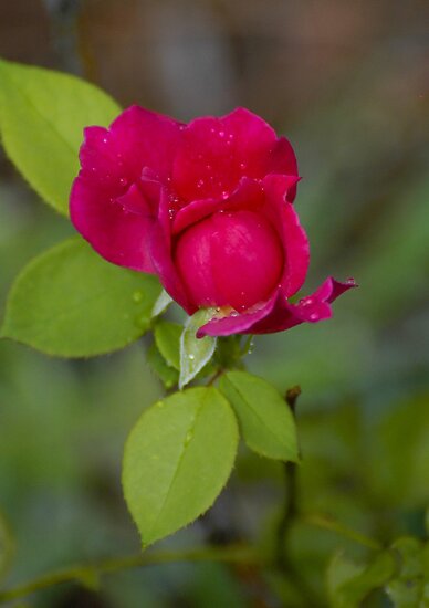 red rose pictures. Red Rose Bud by Paul Gitto
