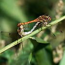 Dragonflies+mating+in+mid+air
