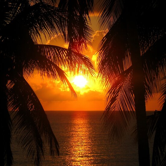 tree silhouette art. Palm Tree Silhouette, Sunset