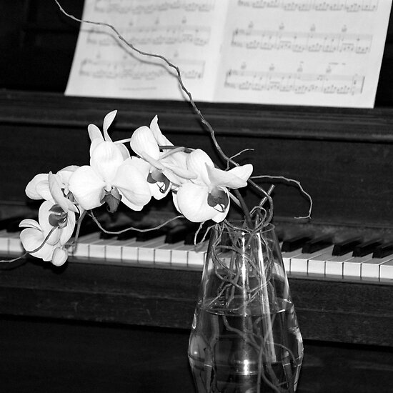 Black And White Orchid Pictures. Piano in Black amp; White with