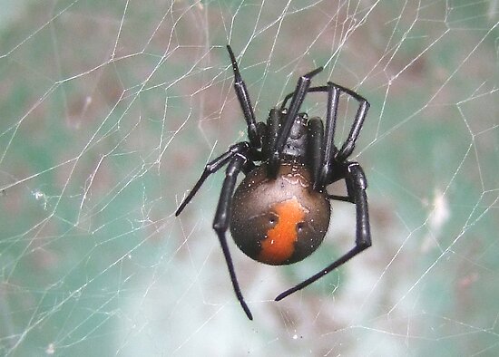 red back spider bites pictures. redback spider by justrick