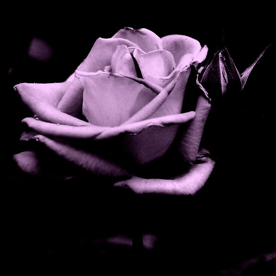 black and purple roses. Black and White Purple Rose by