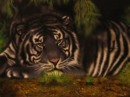 maltese tiger by carss66