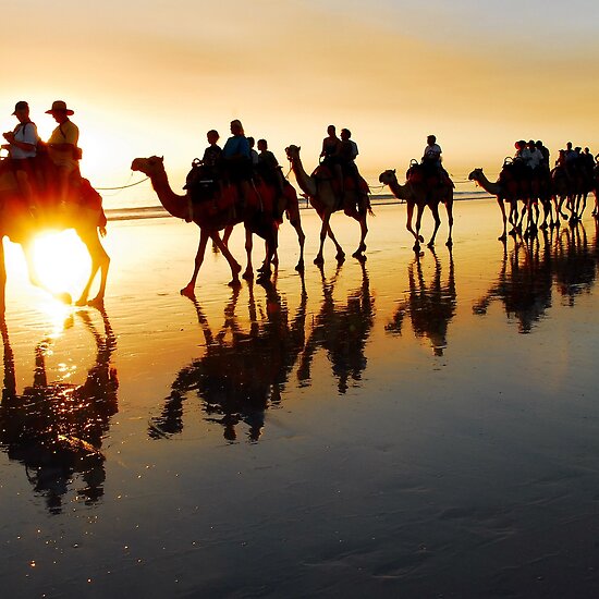 camel