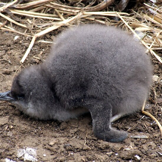 Images Of Baby Penguins. aby penguins!