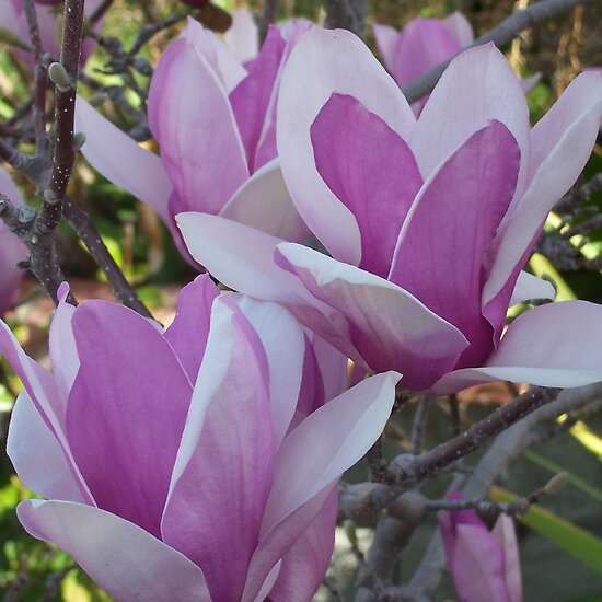 saucer magnolia tree facts. magnolia tree facts. saucer magnolia tree facts.