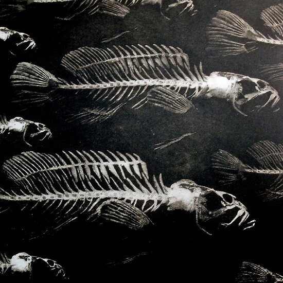 Images Of Fish Skeletons. SKELETON FISH by Anthony