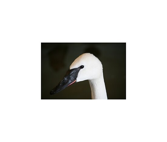 trumpeter swan book. trumpeter swan habitat.