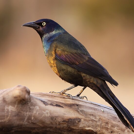 common grackle. Common Grackle by Gregg