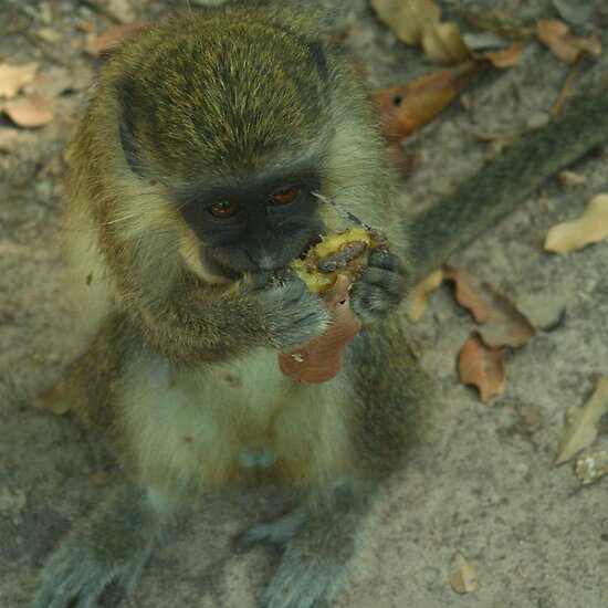 Clip Art Monkey With Banana. Vervet Monkey eating anana