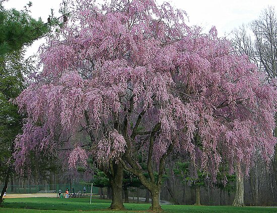 cherry tree weeping soerna wallpaper weeping cherry tree pictures cherry tree weeping soerna wallpaper weeping cherry tree pictures