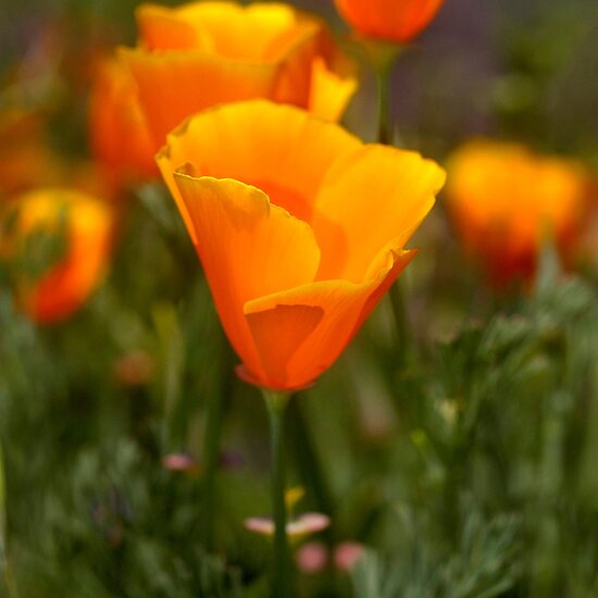 California+poppy+images