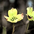 Dogwood+flower+painting