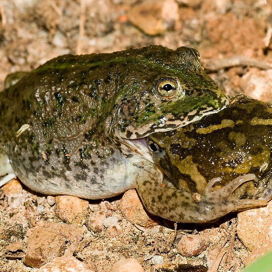 Pictures Of Frogs Eating. sorry, frog-eat