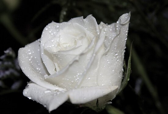 white rose flowers. *WHITE ROSE* by van049