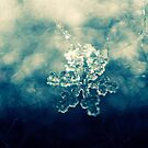 Snow Photography: Glamour Snowflake by Georg Wacker