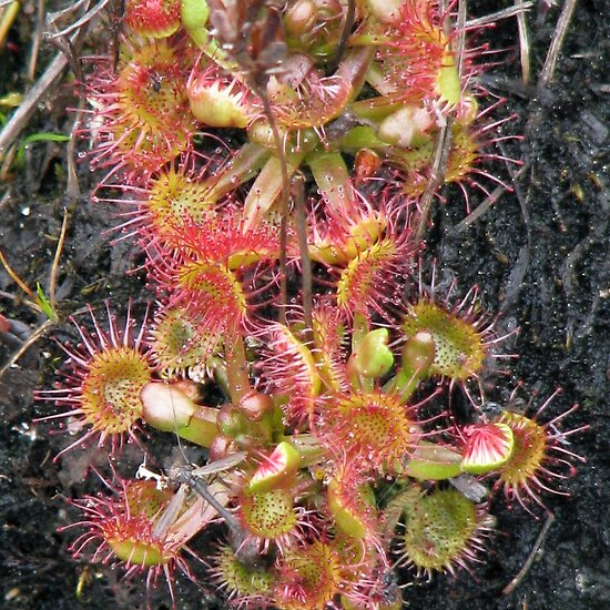 sundew care plant