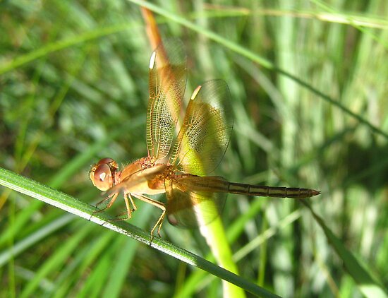 Dragonfly+wings