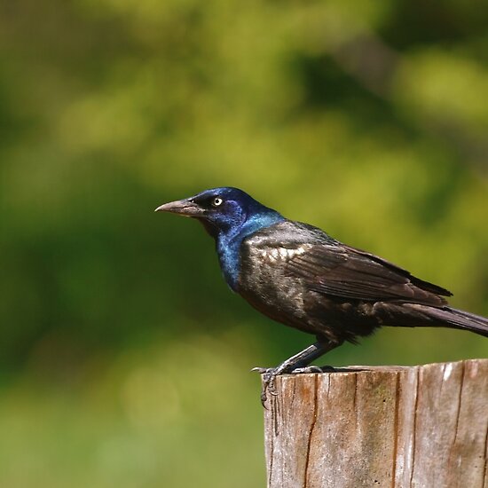 common grackle. Common Grackle by Renee Dawson