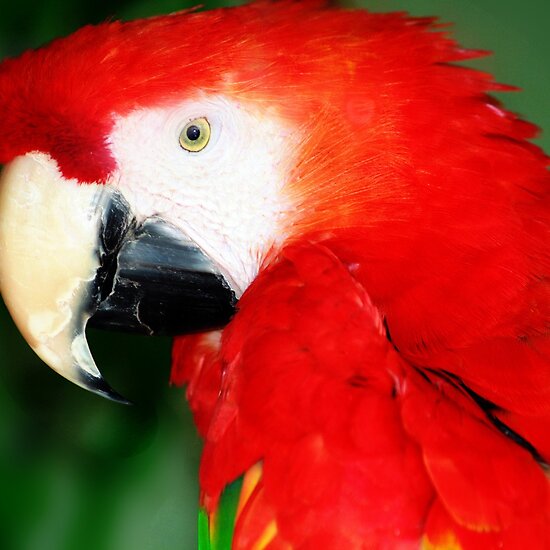 Scarlet+macaw+parrots+for+sale