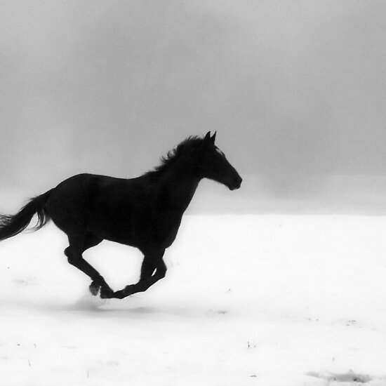 Horse enjoying running on a foggy winter morning at Tilly Foster Farm in 
