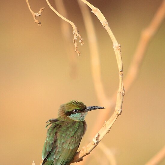 Green Bee-Eater பறவைகள். - Page 3 Work.3644140.2.flat,550x550,075,f.little-green-bee-eater-1