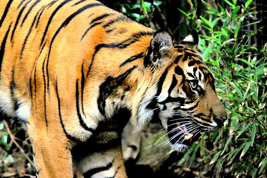 Sumatran+tiger+food+web