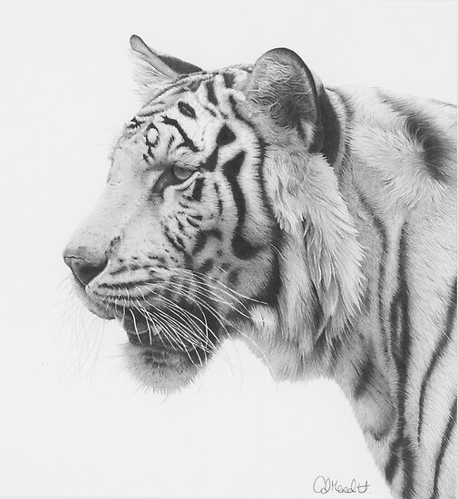 TIGER TIGER~ , Who Needs Color For Beauty? - Black & White Art At Its Best 