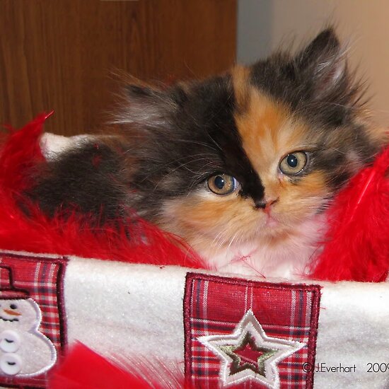 calico persian cat. Calico Persian Kitten by