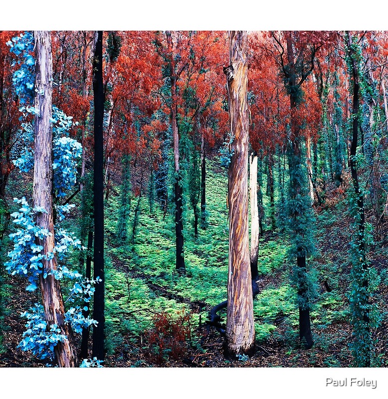 After the Summer Fires by Paul Foley