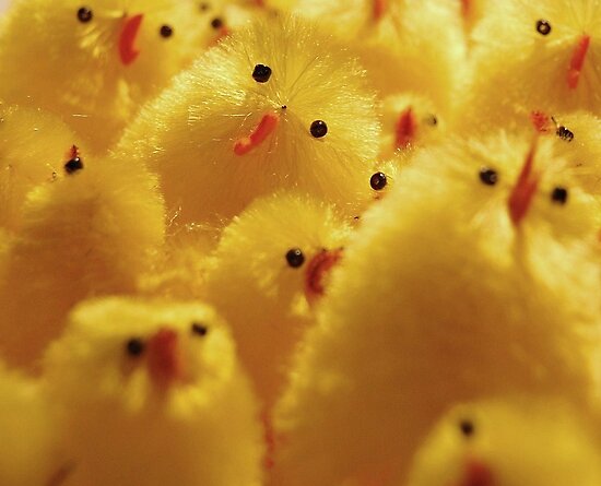 funny easter pictures. funny easter chicks by angimoo