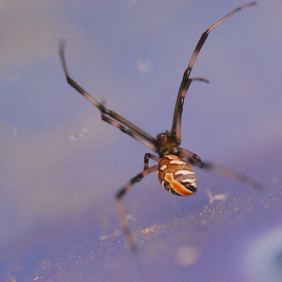 red back spider bites pictures. Red Back Spider by MissyD