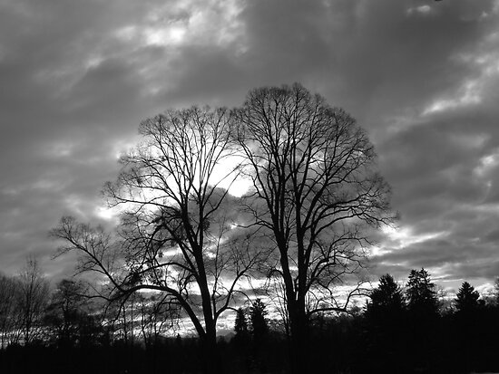 Black And White Photos Of People. Trees in Black and White