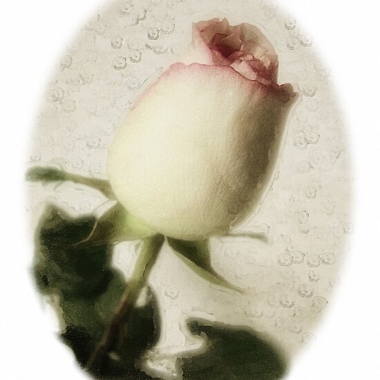 Pink Edged White Roses 3