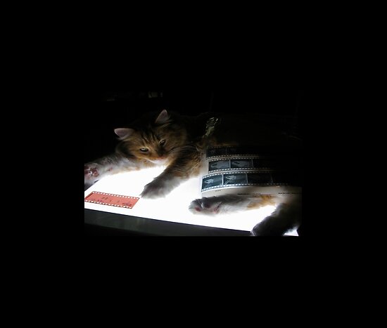 The Lightbox, the Cat and the Negatives belongs to the following groups: